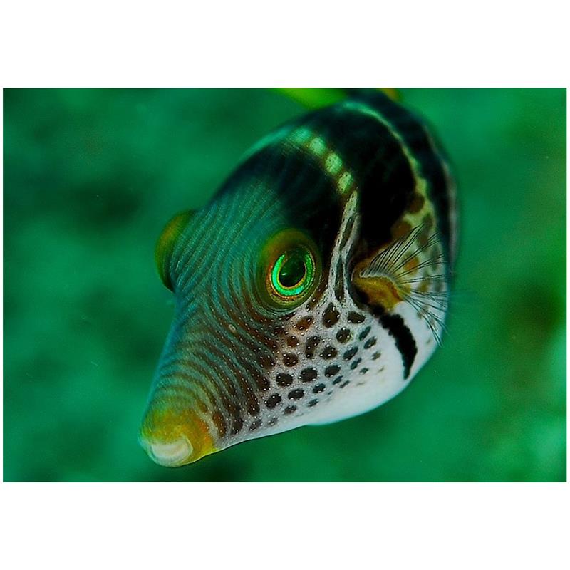 Canthigaster Valentini (Valentinni's sharpnose puffer) - imagine 4
